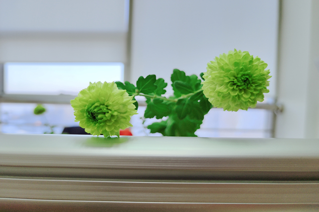 春來花開1.jpg