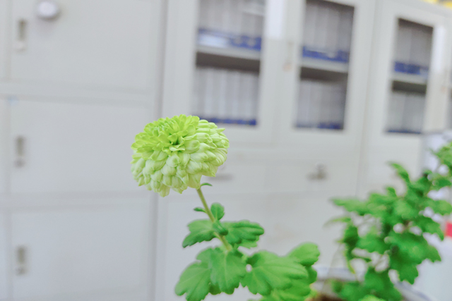 春來花開2.jpg